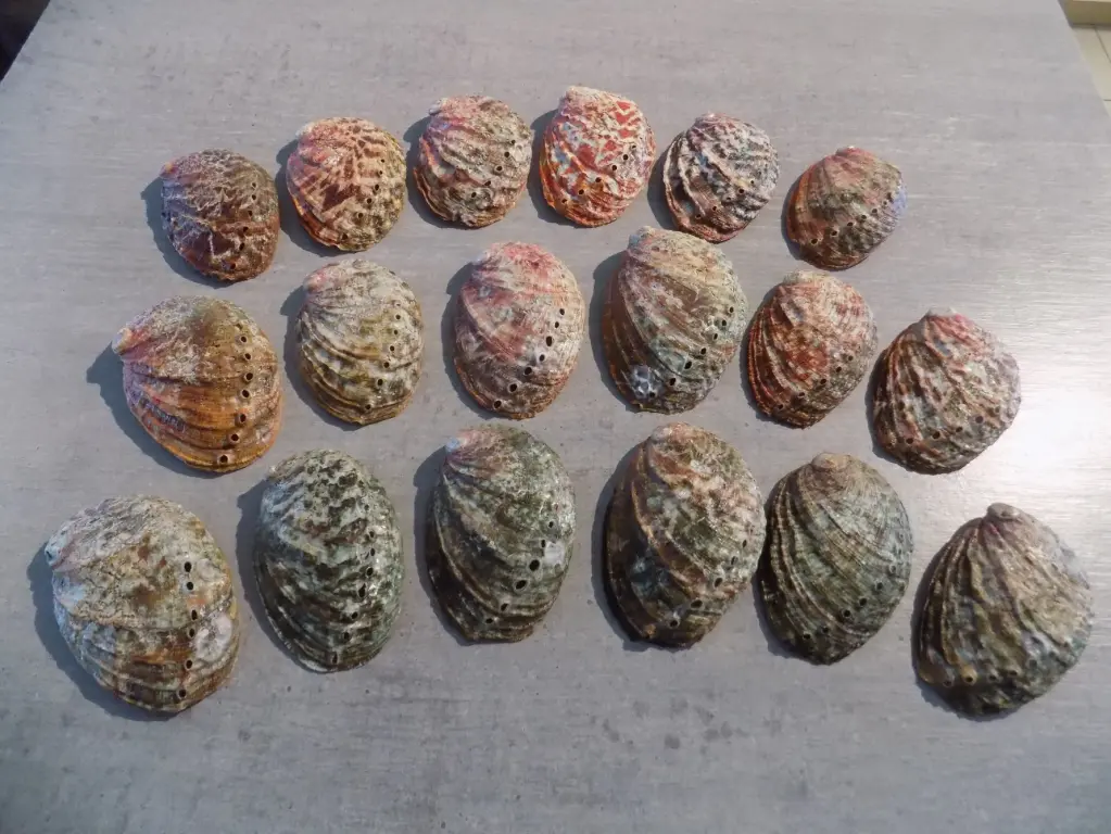 HALIOTIDAE HALIOTIS TUBERCULATA Bretagne           