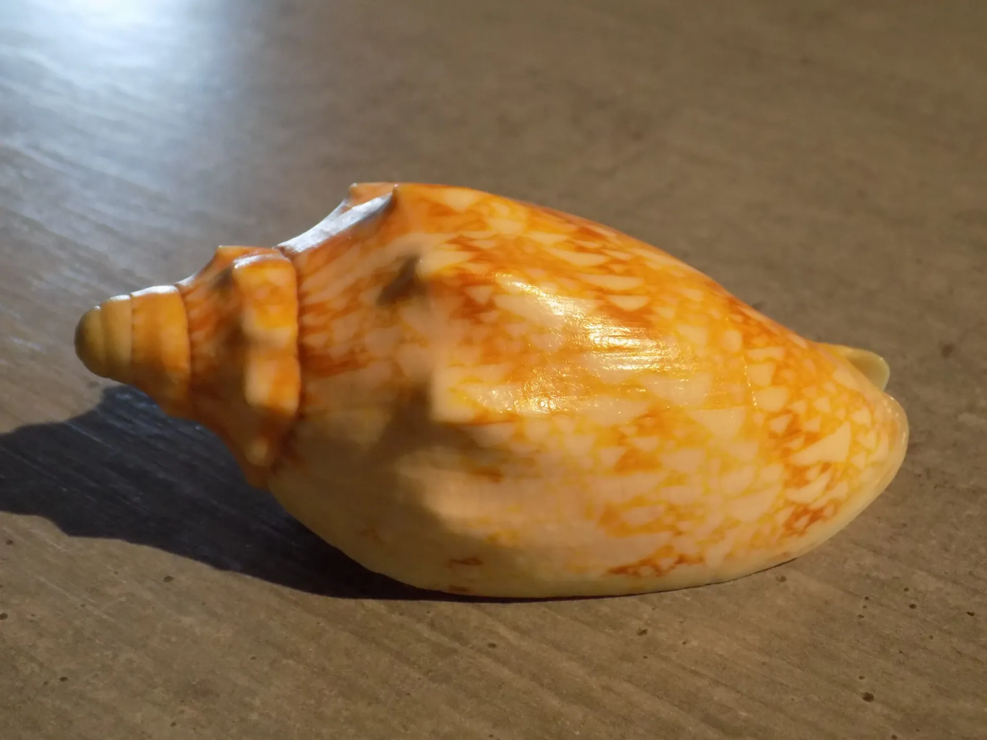 VOLUTIDAE CYMBIOLA NUSATENGGARA