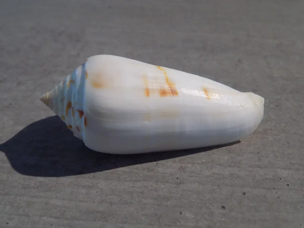 CONIDAE PIONOCONUS GUBERNATOR