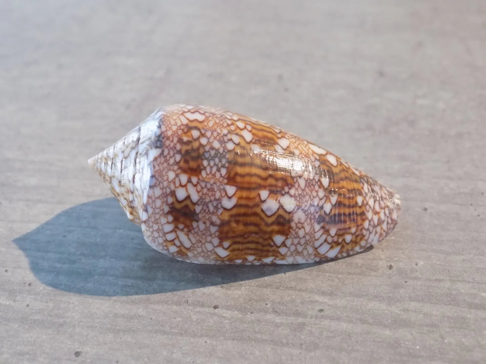CONIDAE CYLINDER ARCHIEPISCOPUS