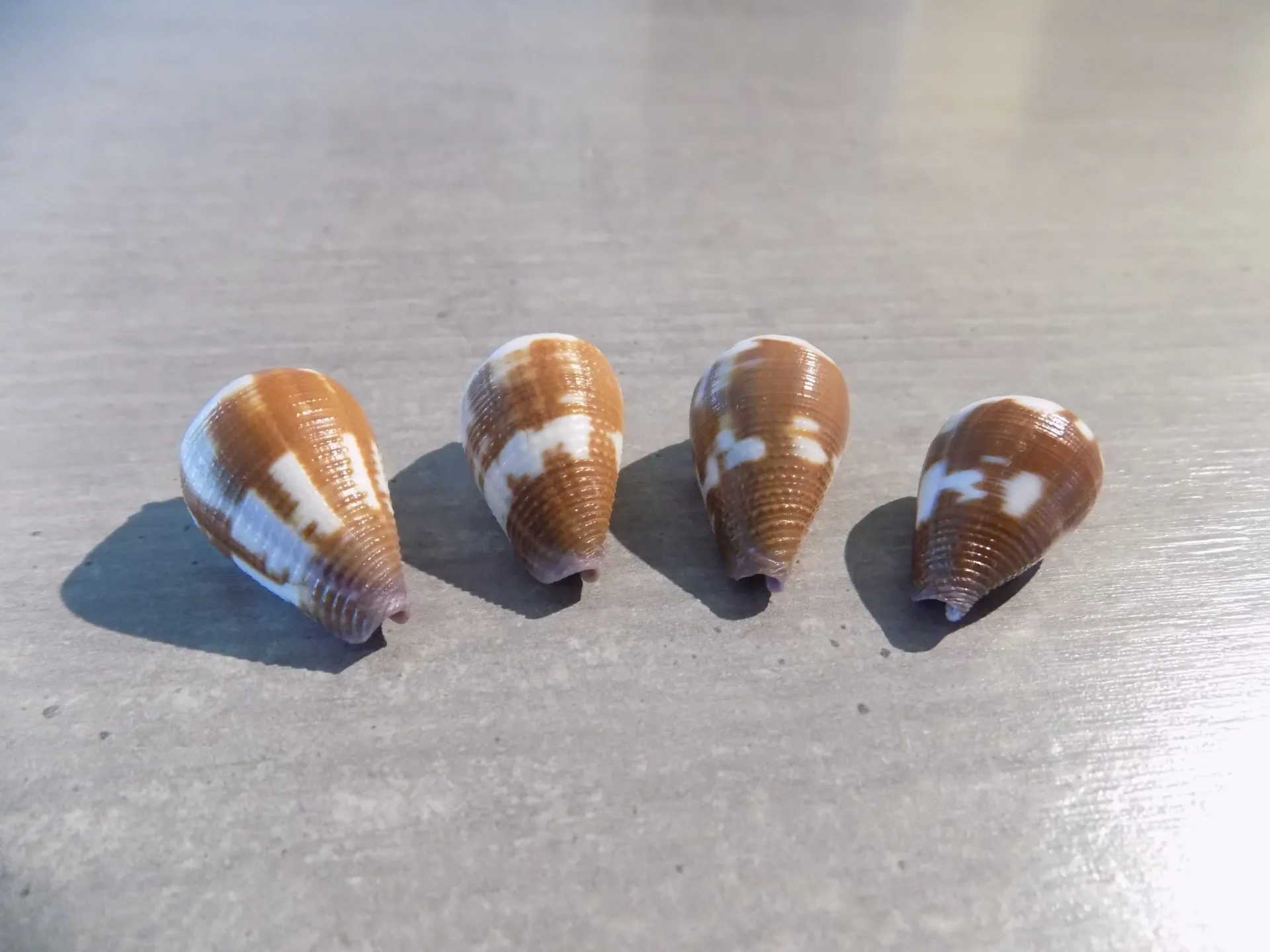 CONIDAE LEPORICONUS SCABRIUSCULUS