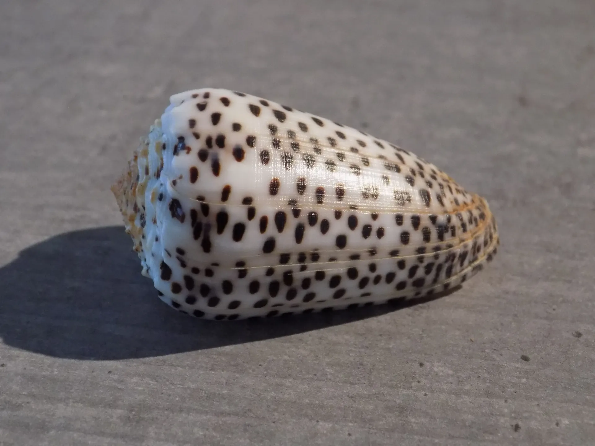 CONIDAE PUNCTICULUS PULICARIUS