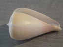 CONIDAE PYRUCONUS PATRICIUS