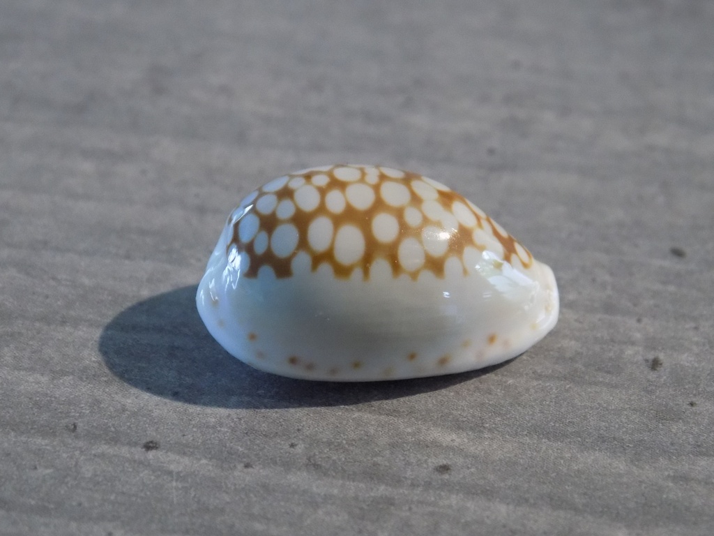 CYPRAEA CRIBRARULA ESONTROPIA ESONTROPIA