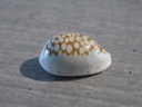 CYPRAEA CRIBRARULA ESONTROPIA ESONTROPIA
