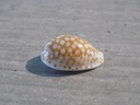 CYPRAEA CRIBRARULA ESONTROPIA CRIBELLUM
