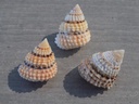 LITTORINIDAE TECTARIUS CORONATUS 