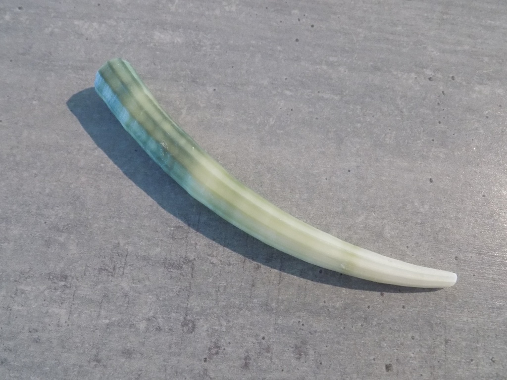 DENTALIIDAE DENTALIUM VERNEIDEI