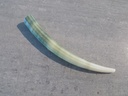 DENTALIIDAE DENTALIUM VERNEIDEI