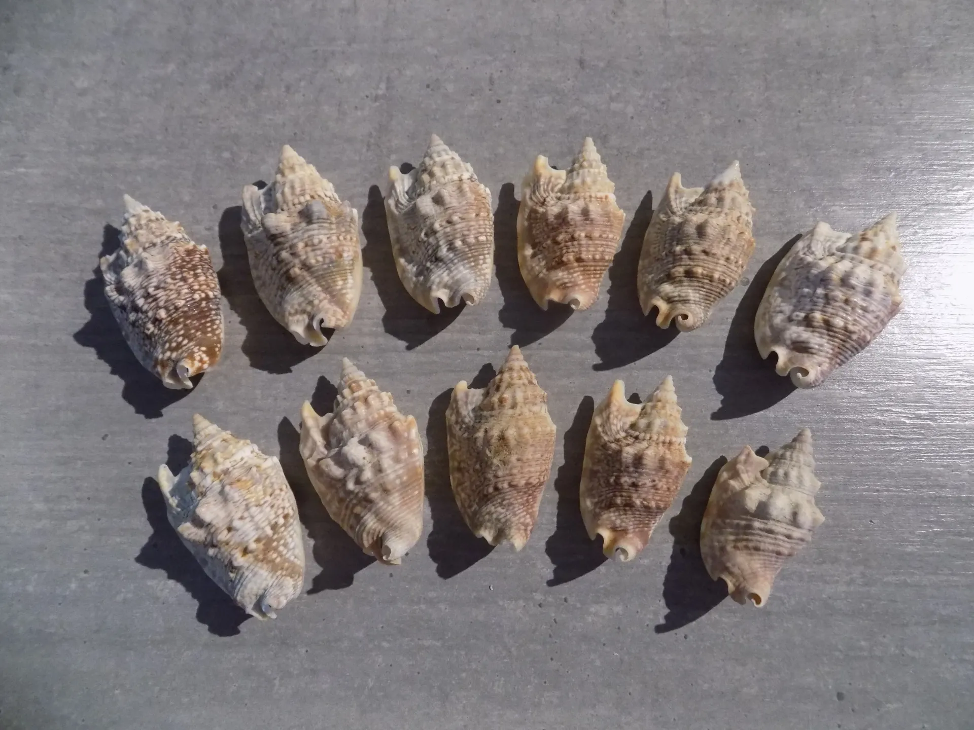 STROMBIDAE EUPROTOMUS AURISDIANAE lot 10u