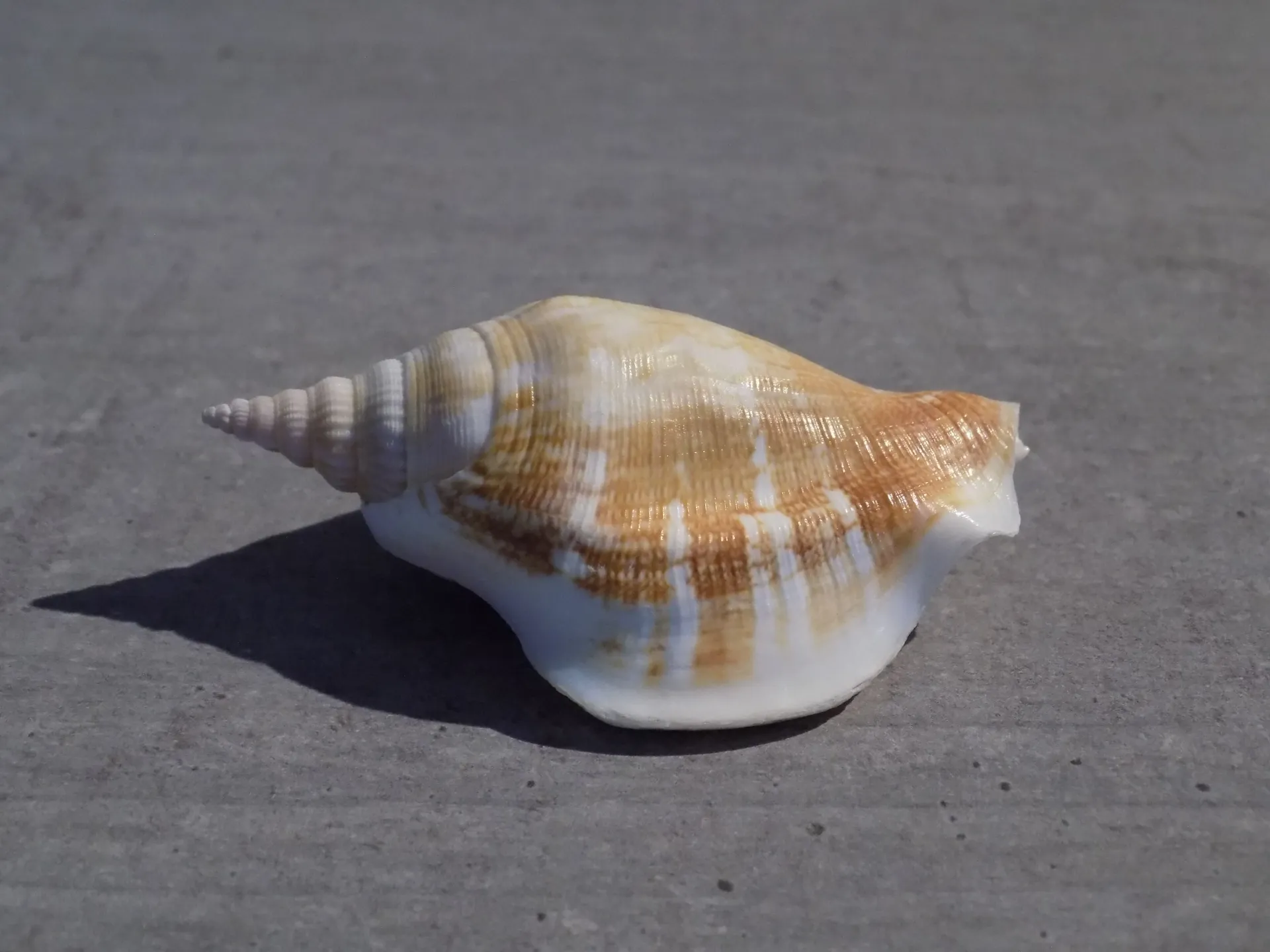 STROMBIDAE DOLOMENA SWAISONI XL
