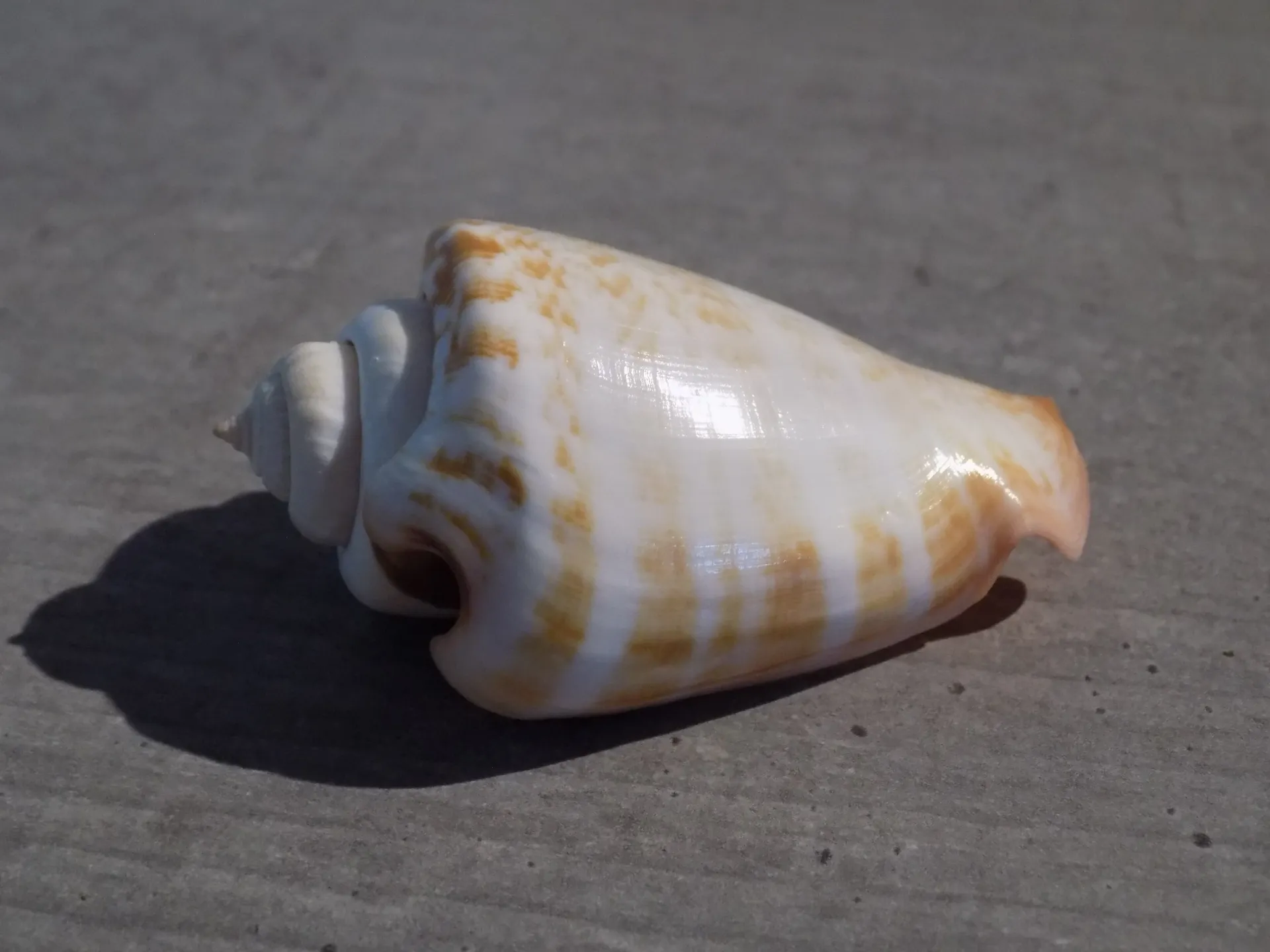 STROMBIDAE CONOMUREX LUHUANUS XL