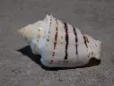STROMBIDAE CONOMUREX FASCIATUS 