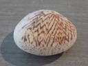 VENERIDAE CIRCE SPRIPTA