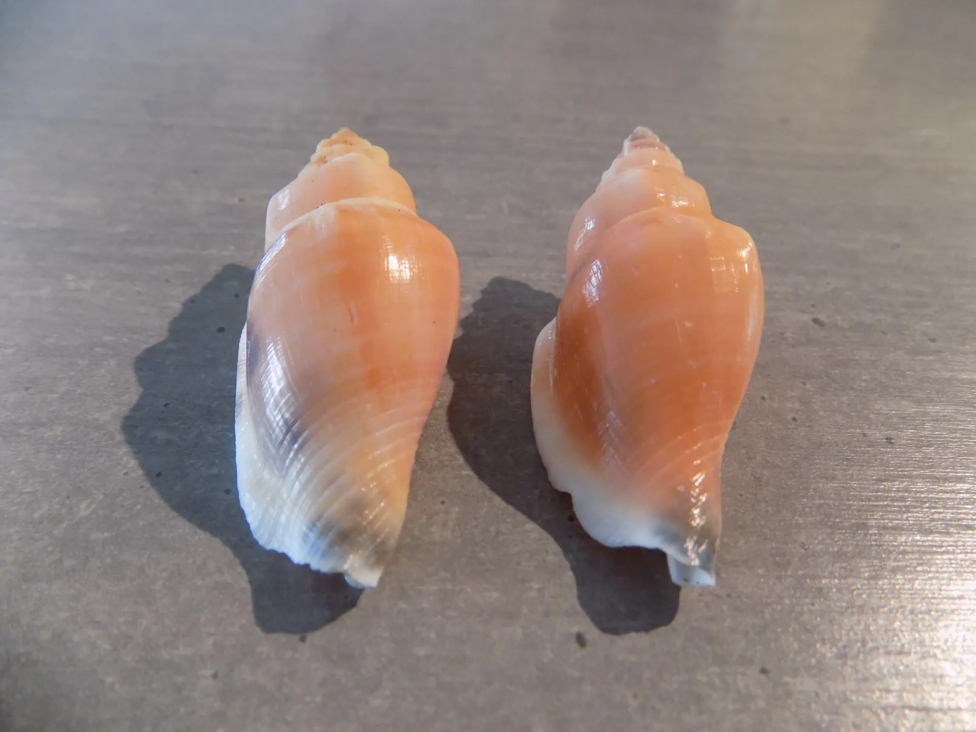STROMBIDAE CANARIUM URCEUS Orange