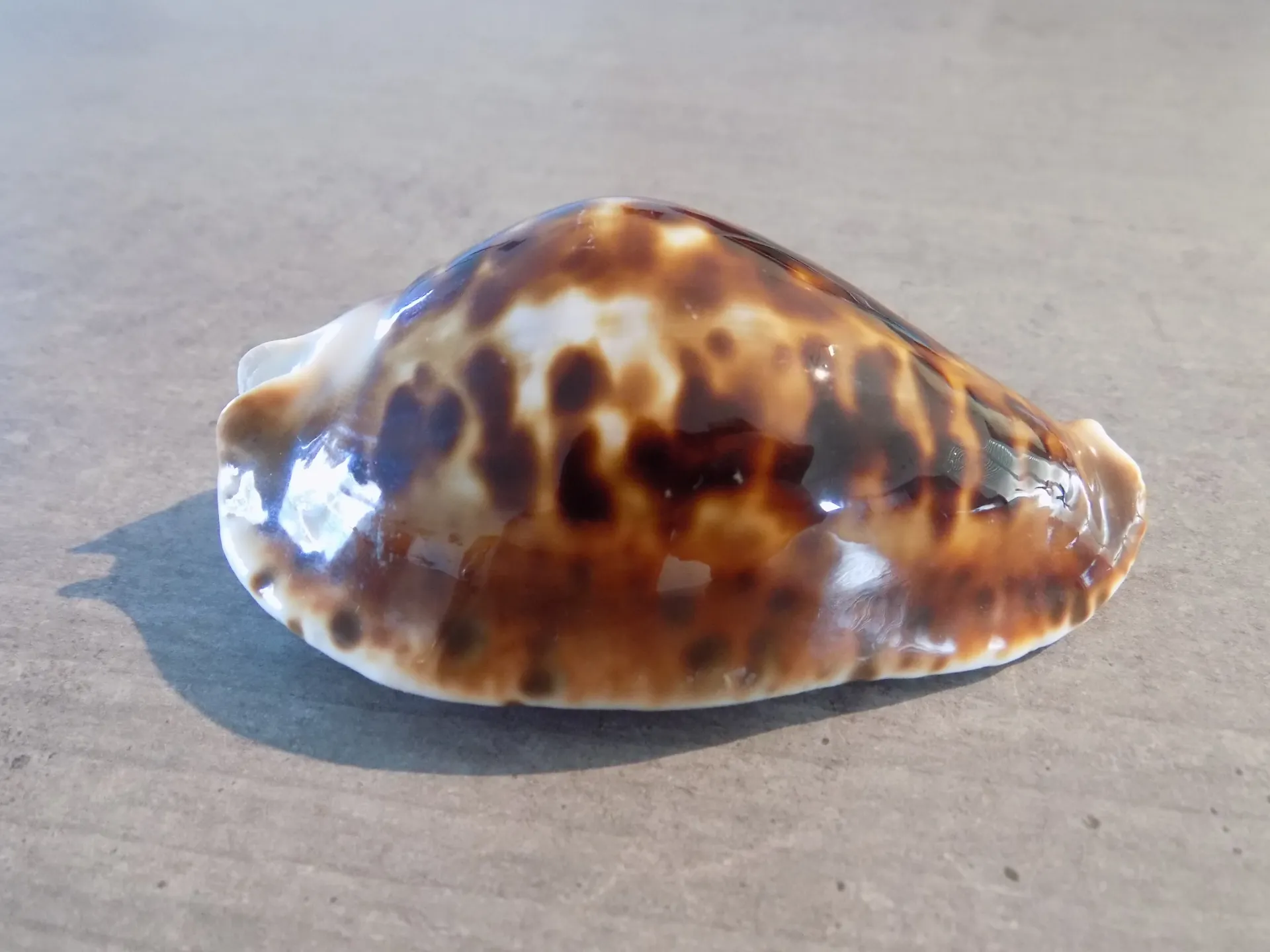 CYPRAEA ZOILA FRIENDII INSULATA P/C