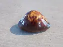 CYPRAEA ZOILA DECIPIENS