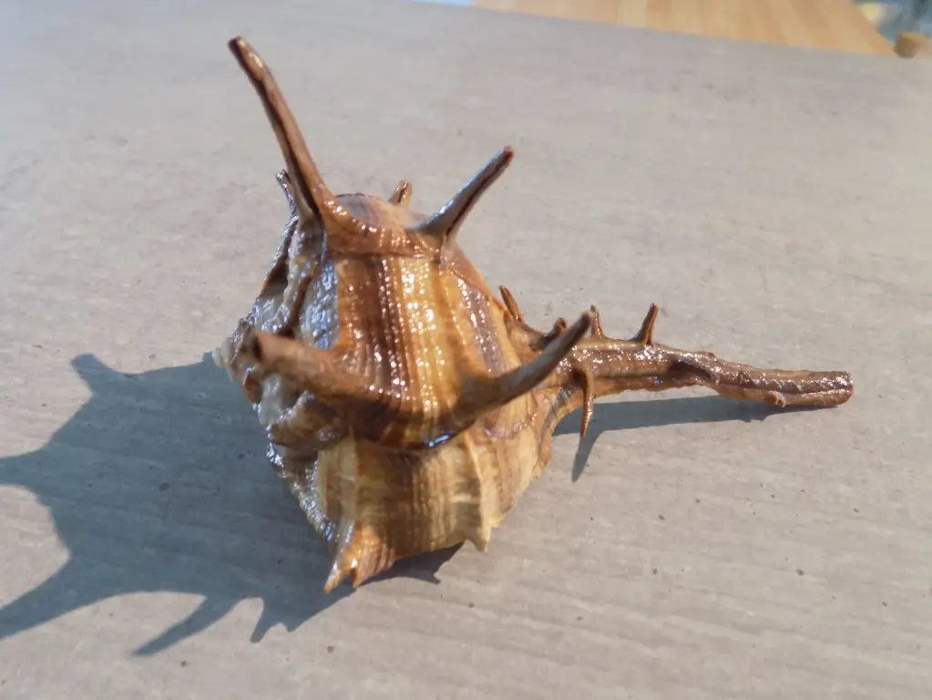 MURICIDAE BOLINUS CORNUTUS