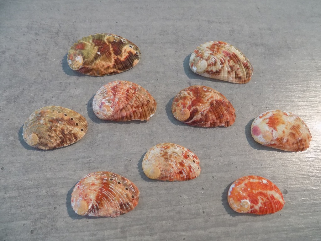 HALIOTIDAE HALIOTIS RUGOSA lot 5u
