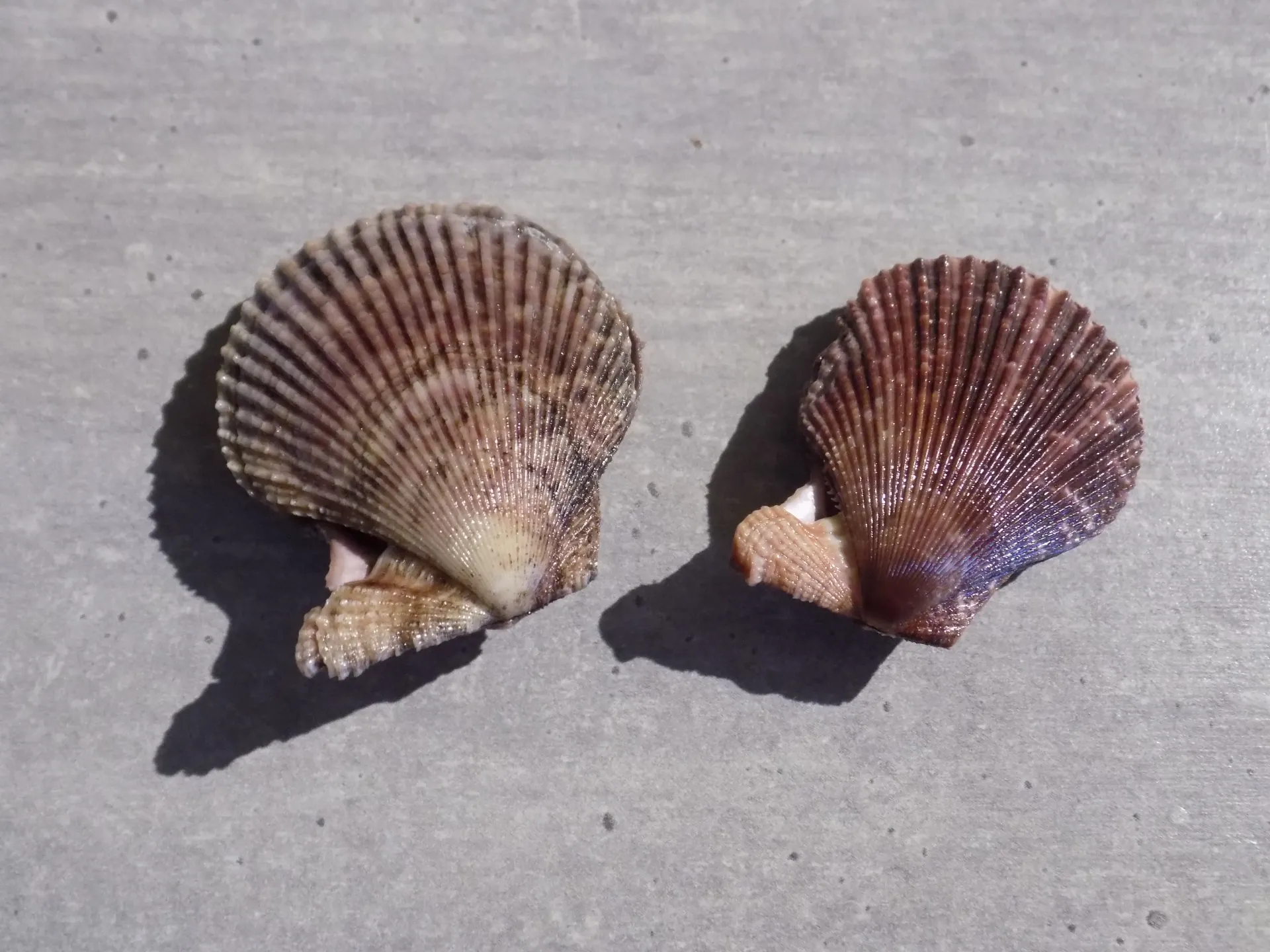 PECTINIDAE CHLAMPS VARIA lot 2u France
