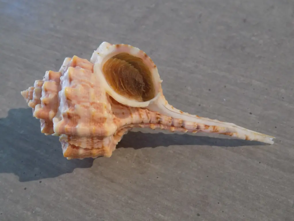 MURICIDAE HAUSTELLUM BARBIERI