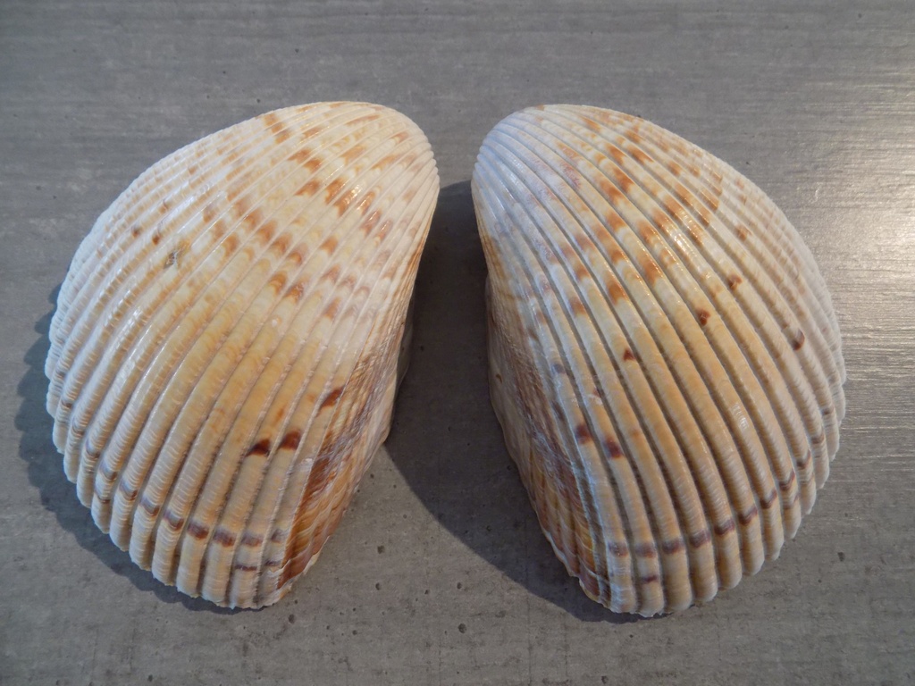 CARDIIDAE DINOCARDIUM ROBUSTUM