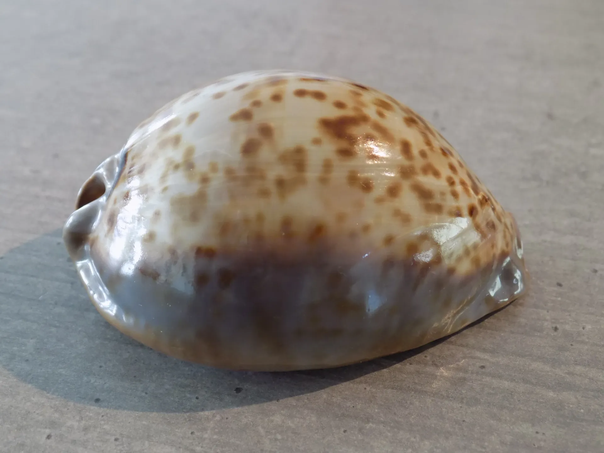 CYPRAEA TRONA STERCORARIA Rusty Naine
