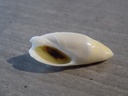 OLIVIDAE AMALDA MONTROUZIERI