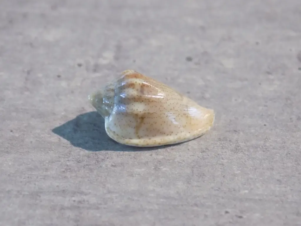 MARGINELLIDAE GLABELLA BIFASCIATA& HARPAEFORMIS hybride RARE