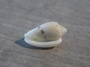 MARGINELLIDAE GLABELLA ANSONAE