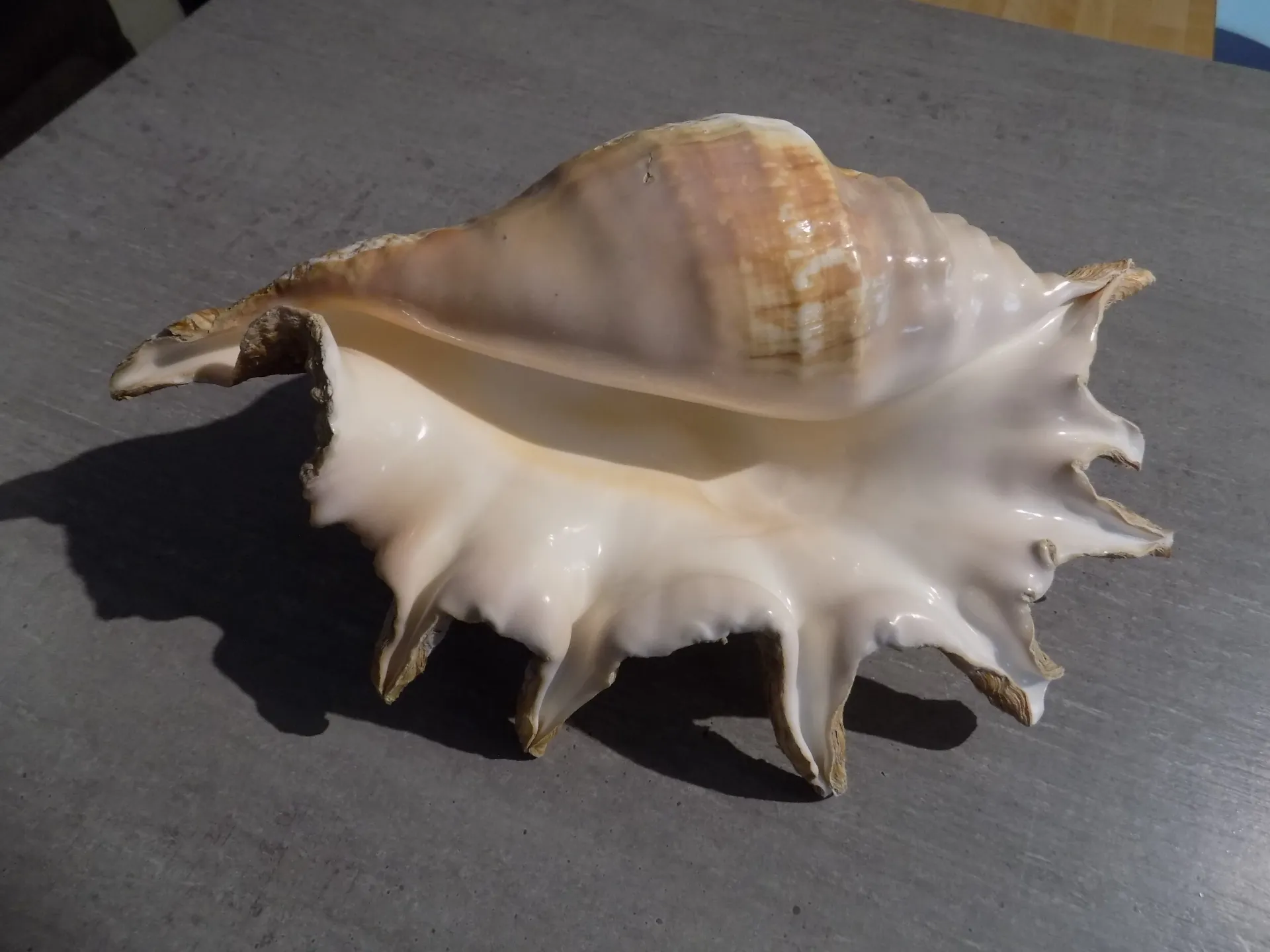 STROMBIDAE LAMBIS TRUNCATA SEBAE