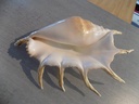 STROMBIDAE LAMBIS TRUNCATA SEBAE