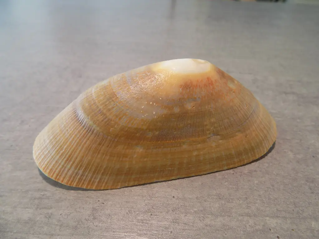 PATELLIDAE CYMBULA COMPRESSA XXL