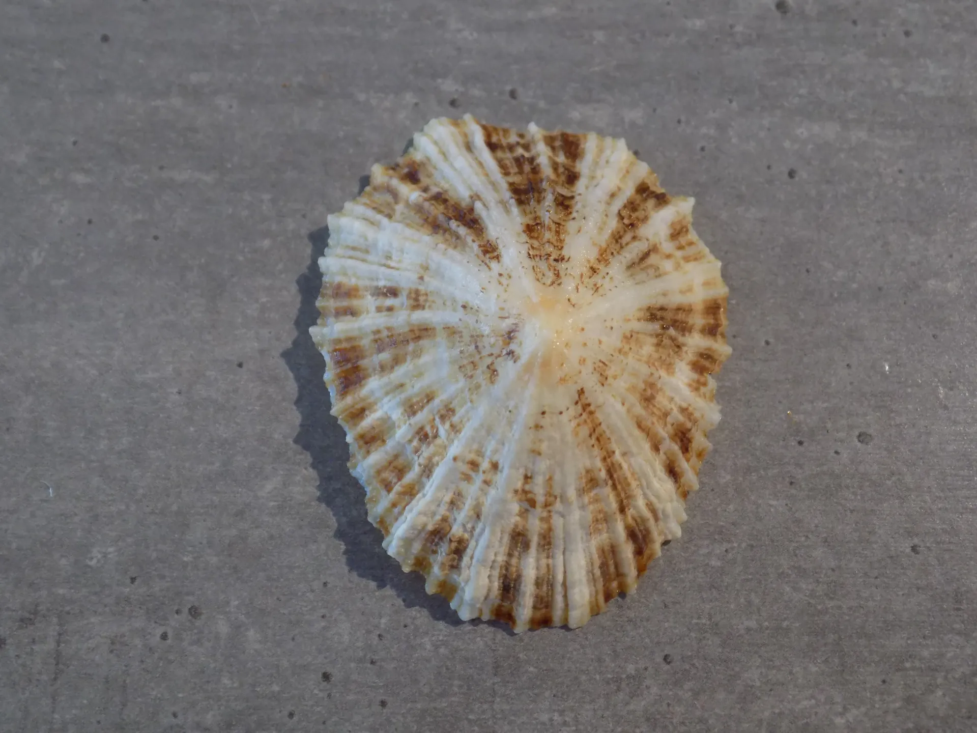 PATELLIDAE PATELLA ULYSSIPONENSIS