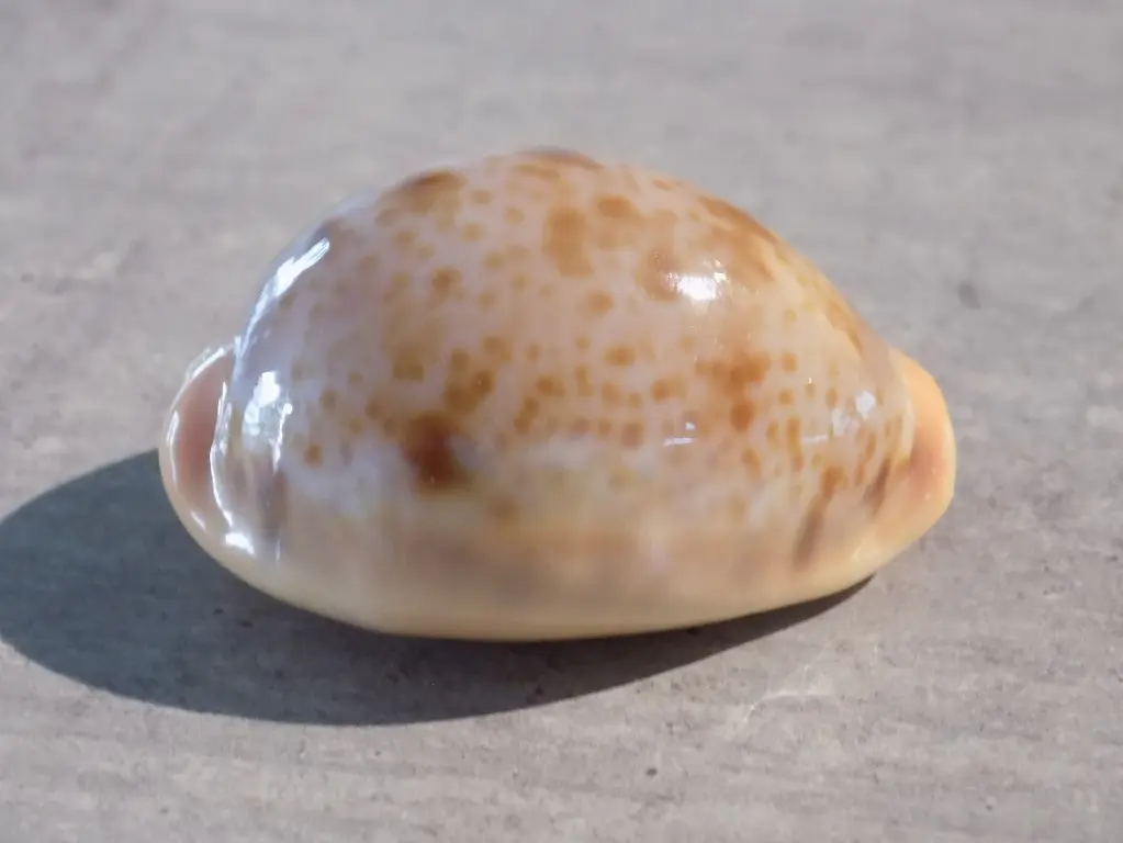 CYPRAEA LYNCINA PORTERI