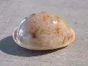 CYPRAEA LYNCINA PORTERI