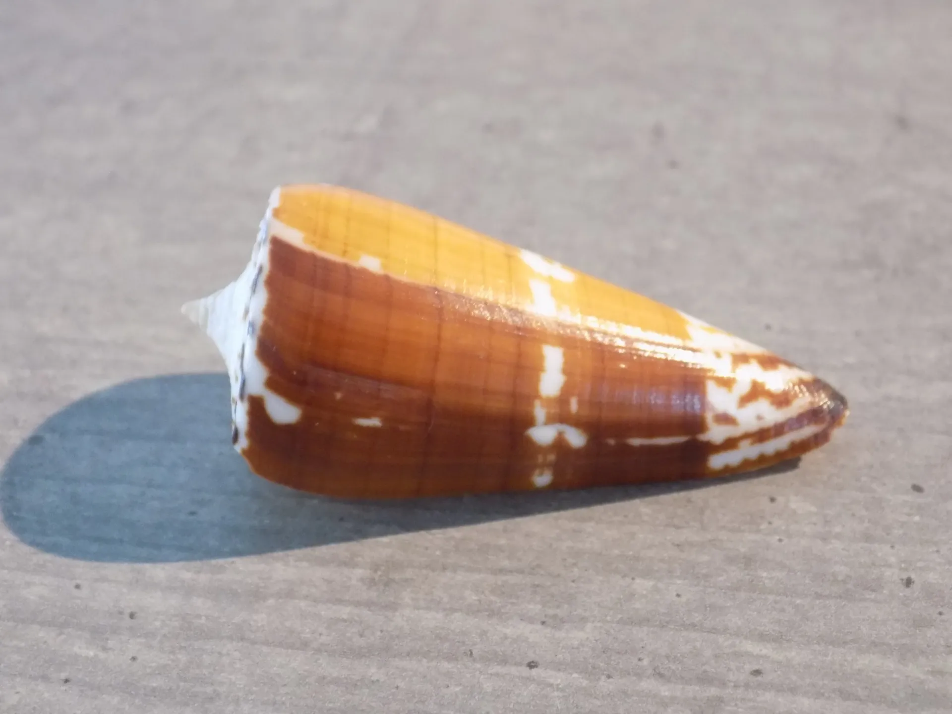 CONIDAE STRATEGOCONUS GENERALIS bicolor