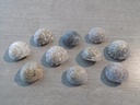 TROCHIDAE UMBONIUM GIGANTEUM Lot 25u