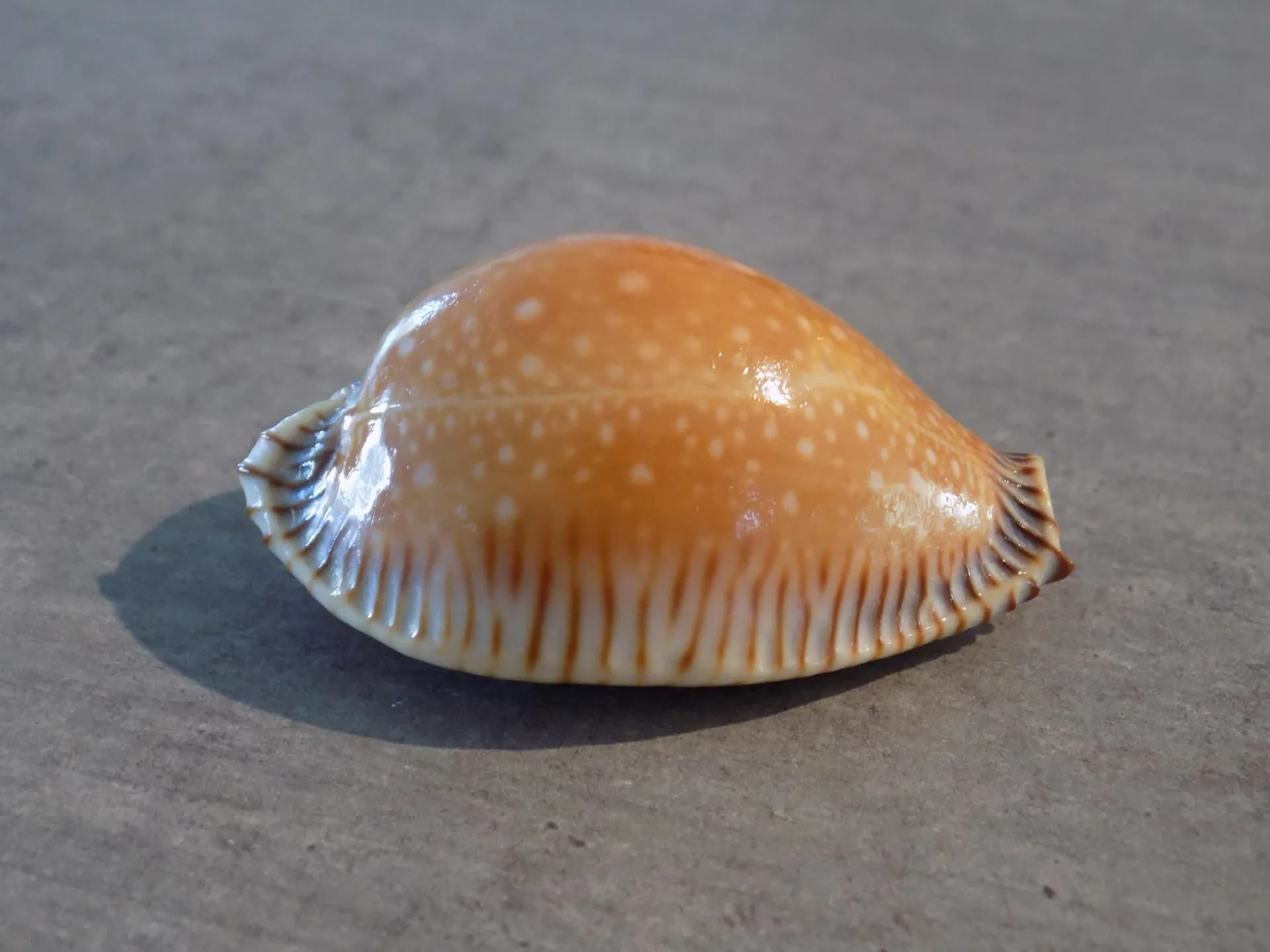 CYPRAEA PERISS.GUTTATA SURIMENSIS