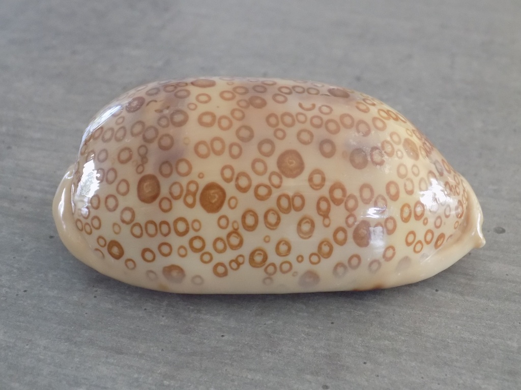 CYPRAEA ARESTORIDES ARGUS ARGUS