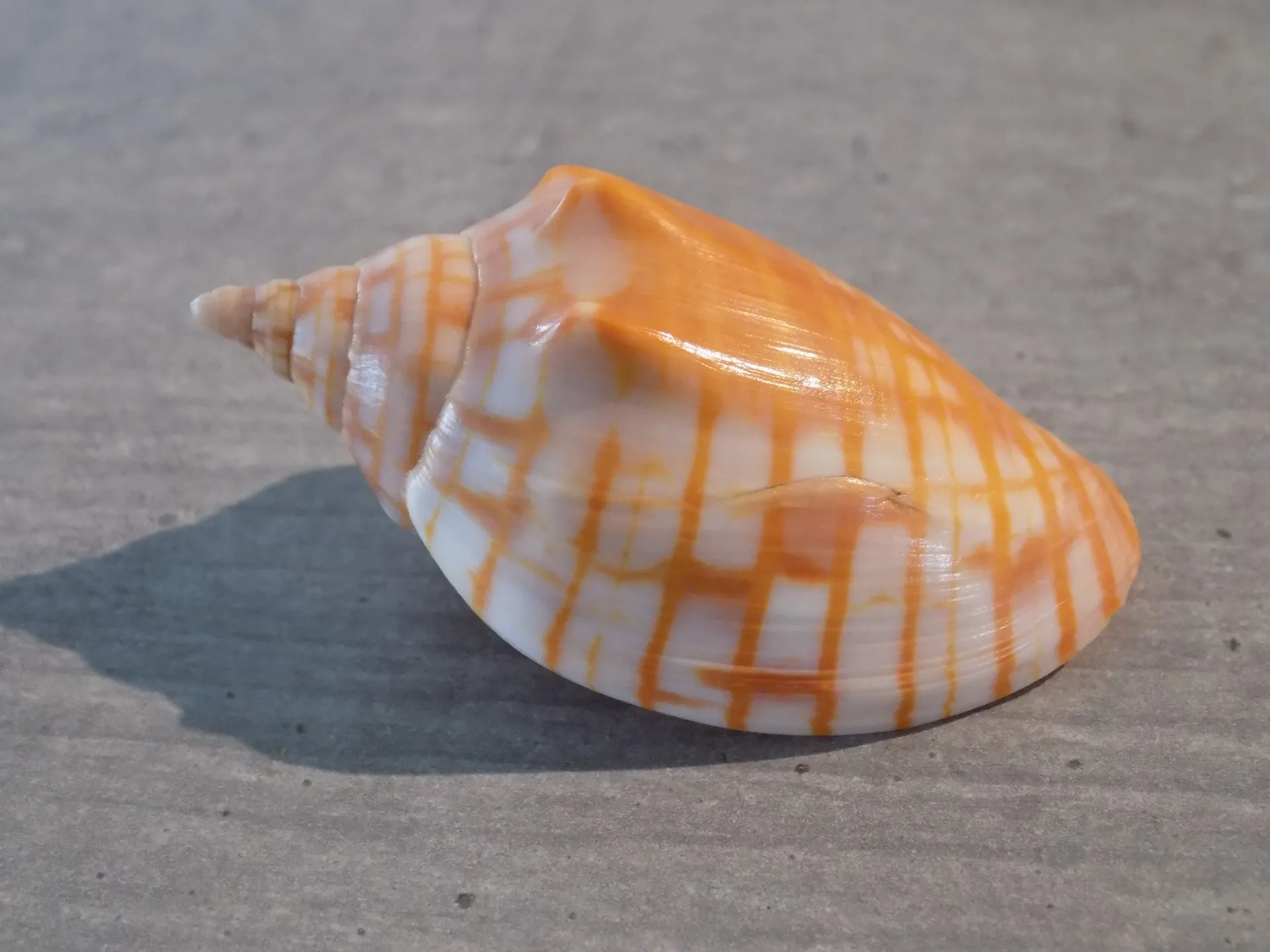 VOLUTIDAE HARPULINA ARAUSIACA