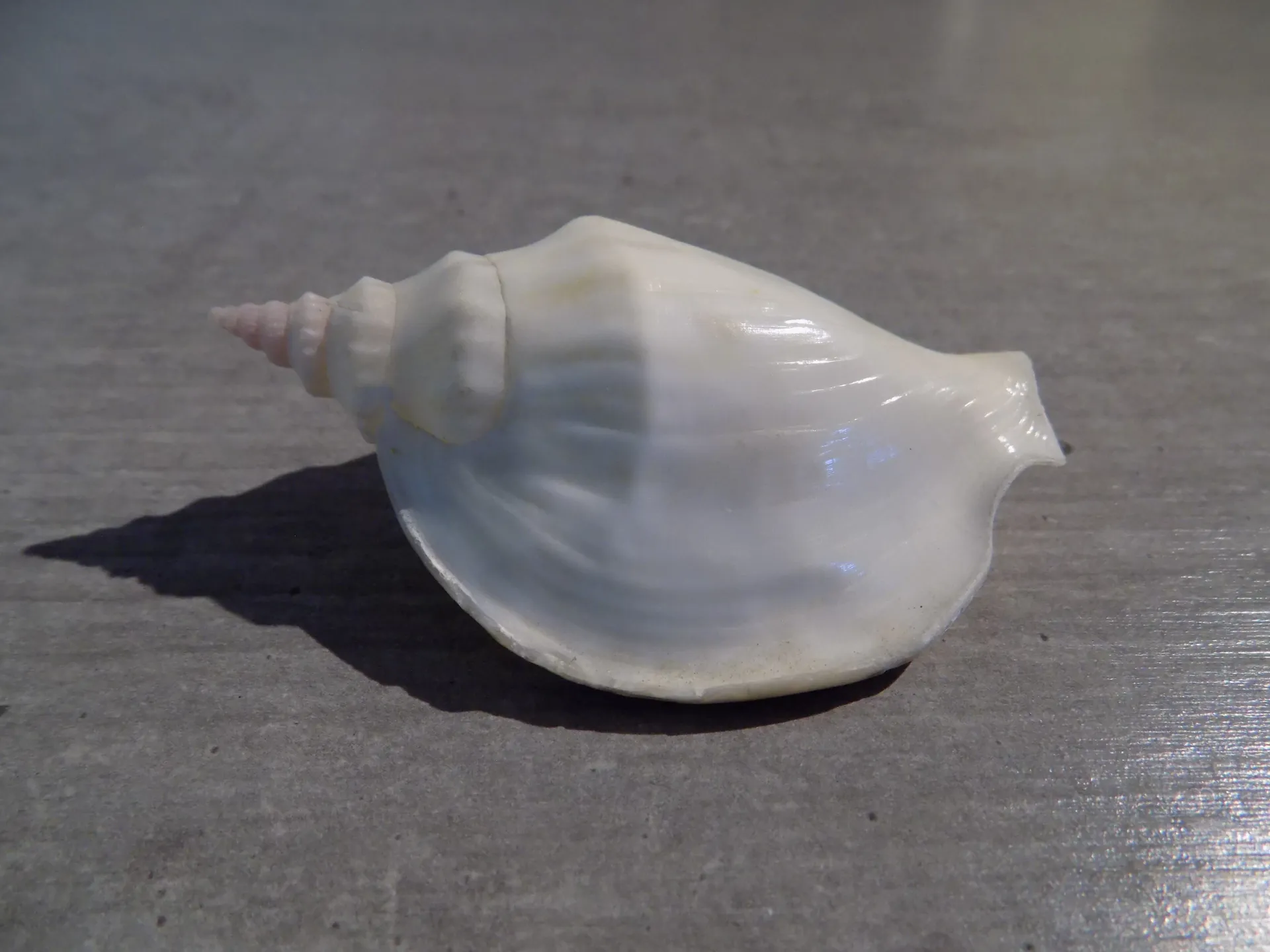 STROMBIDAE LABIOSTROMBUS EPIDROMIS Albinos