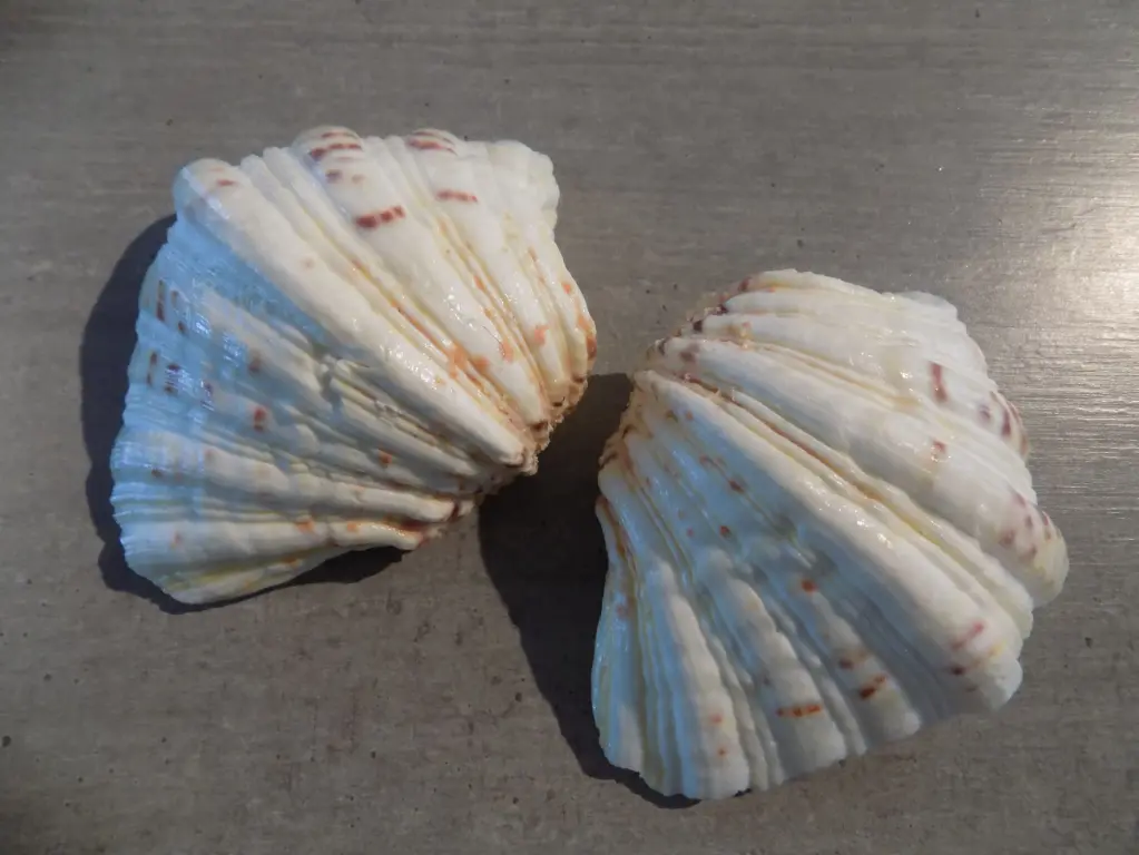 CARDIIDAE HIPPONUS HIPPONUS