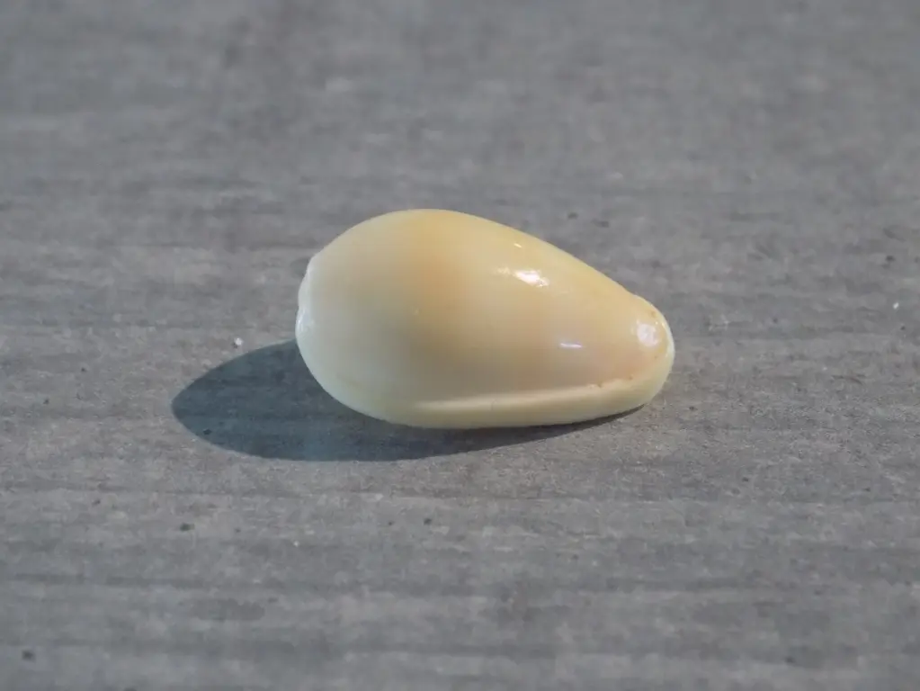 CYSTICIDAE PERSICULA CORNEA CORNEA