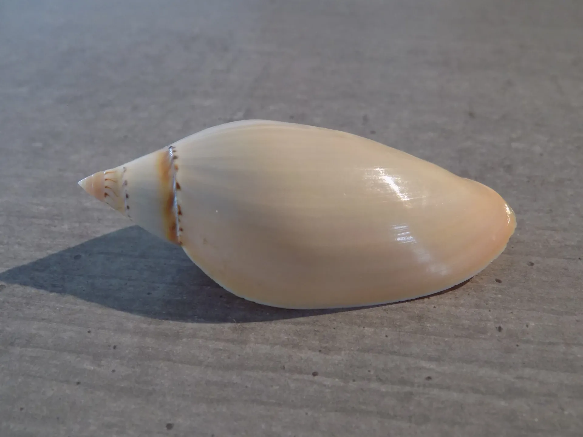 VOLUTIDAE AMORIA GRAYI