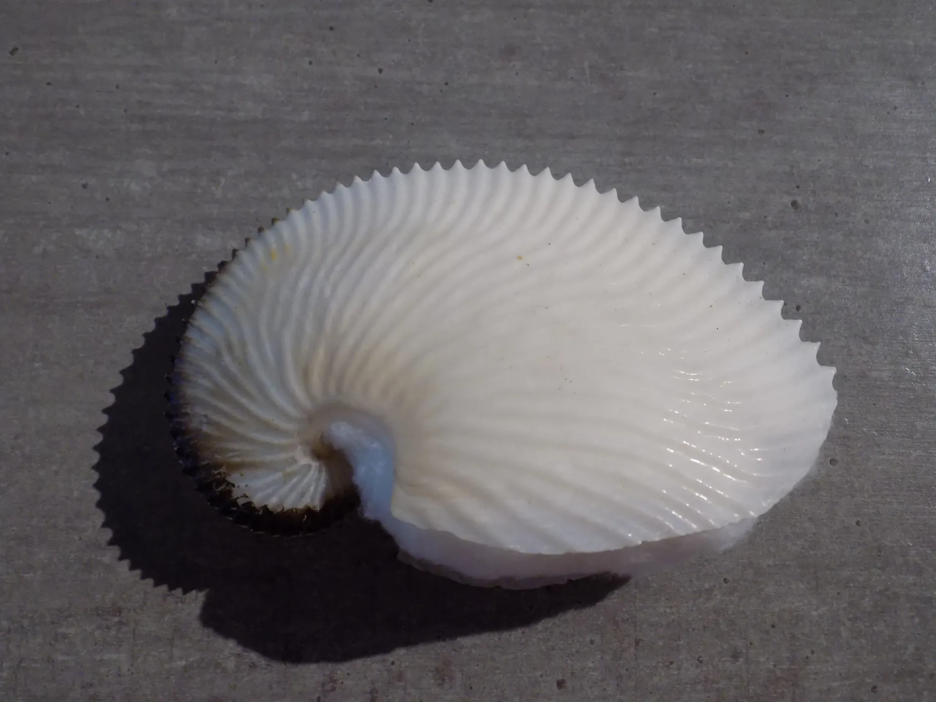 ARGONAUTIDAE ARGONAUTA ARGO