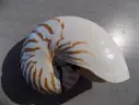 NAUTILIDAE NAUTILUS POMPILIUS