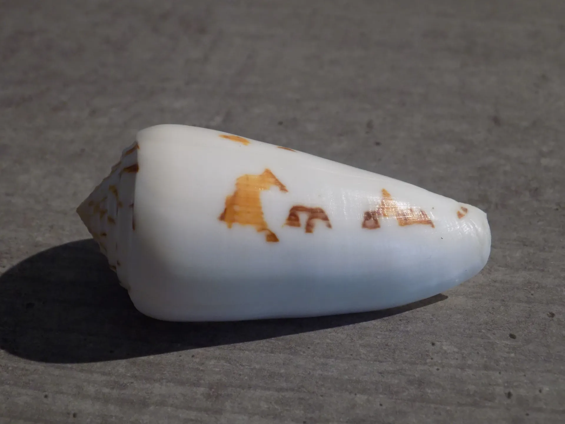 CONIDAE PIONOCONUS GUBERNATOR
