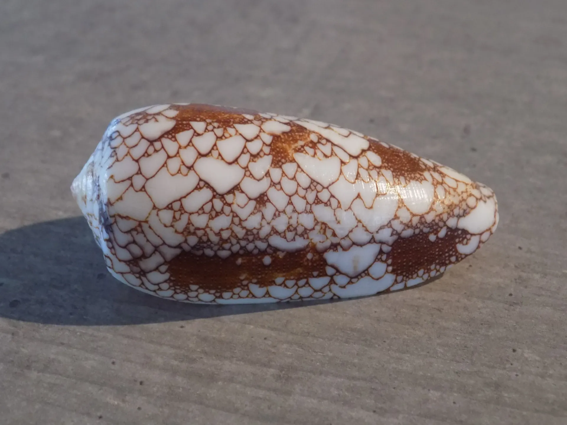 CONIDAE DARIOCONUS OMARIA