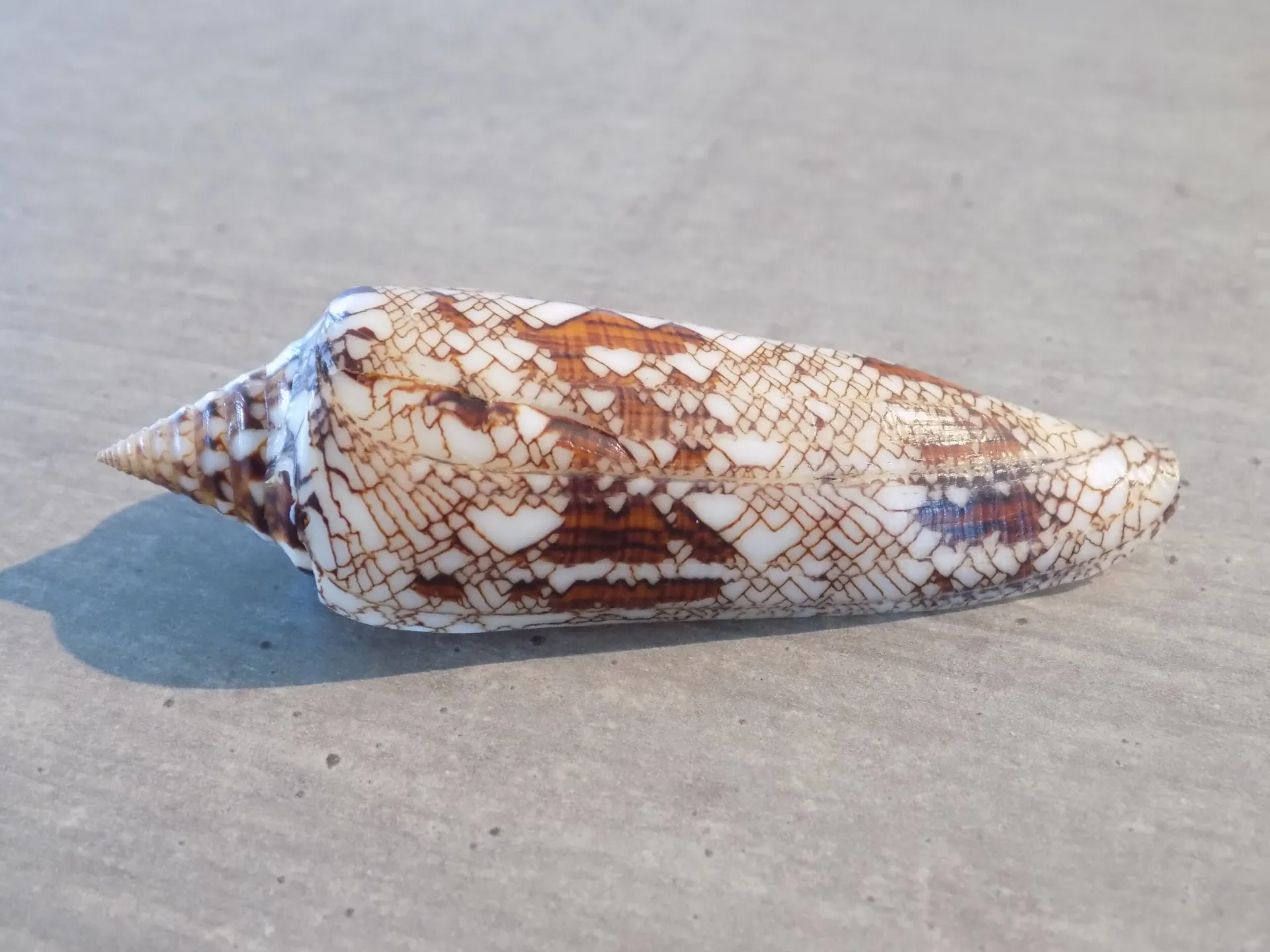 CONIDAE CYLINDER BENGALENSIS